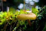 A yellow mushroom on a carpet of moss
