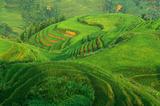 Chinese green rice field