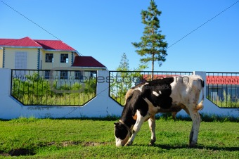 Cow grazing
