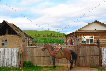 Horse near yard