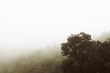 Fog forest