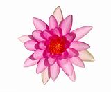 Top view of bright pink water lily flower