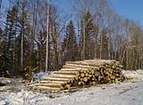 Stack of logs in a taiga