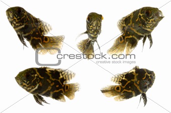 Five tiger oscar fish