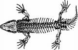 Skeleton of seymouria