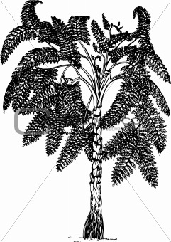 Plant lyginopteridopsida