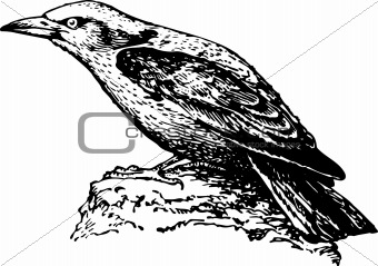 Bird coracias garrulus