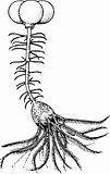 Crinoidea schypbocrinites excavatus