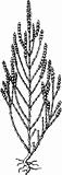 Salicornia (samphire)