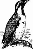 Penguin synthliboramphus antiquus