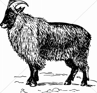 Goat hemitragus