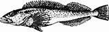 Fish hexagrammidae