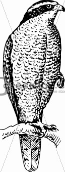 Northern Goshawk Accipiter gentilis
