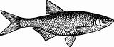 Fish alburnus
