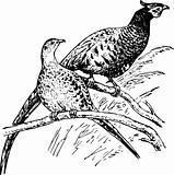 Bird phasianus