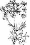 Foeniculum (Flowering fennel)