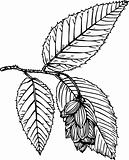 Plant ostrya
