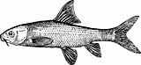 Fish varicorhinus