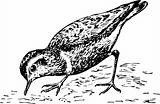 Bird eudromias morinellus