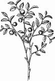 Vaccinium myrtillus (Wild bilberry)