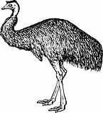 Emu (Dromiceiidae)