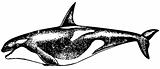 Risso Dolphin (Grampus griseus)