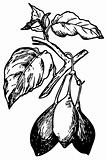 Pepino (Solanum muricatum)