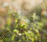 closeup of spider web with dew drops in the morning