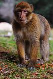 Courious macaque
