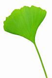 Ginkgo Biloba leaf