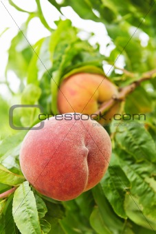 Peaches on tree