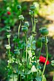 Poppy plants in garden