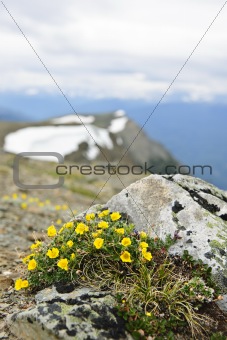 Alpine meadow in Jasper National Park