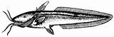 Eel catfish (Channallabes apus)