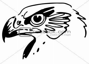 American Eagle Credit Card Sign In >> Image 4243423: Hawk's head from Crestock Stock Photos American Eagle Credit Card Sign In >> Image 4243423: Hawk's head from Crestock Stock Photos