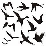 Flying bird silhouettes