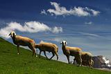 Sheep on a pasture