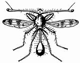 Fly Diopsidae