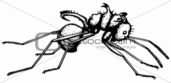 Ant Polyrrhachis