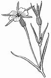 Agrostemma flower