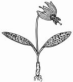 Plant Erythronium Dscanis
