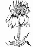 Plant Fritillaria imperialis