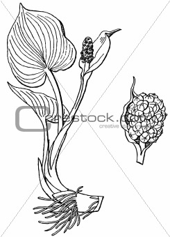 Plant Calla palustris