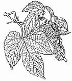Plant Humulus lupulus
