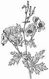 Plant Aconitum variegatum