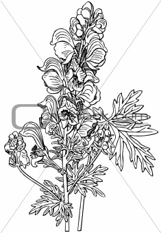 Plant Aconitum Napellus