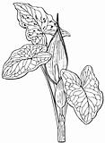 Plant Arum maculatum