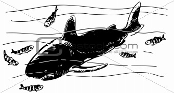 Shark and pilot fishes