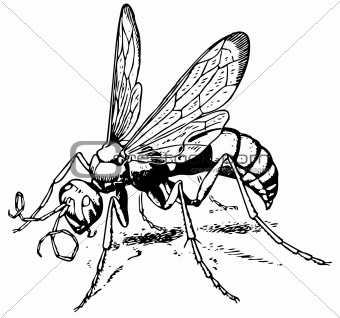 Wasp Calicurgus hyalinatus