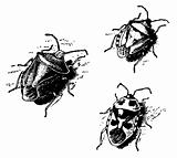 Shield bugs